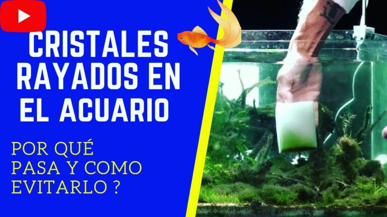 Consejos para prevenir ralladuras en cristales